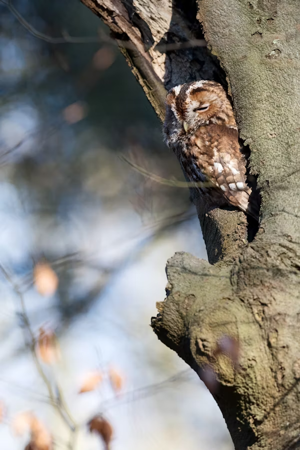 Bureau d'étude expertise dijon énergie hydrogène photovoltaïque électrification bilan carbone
