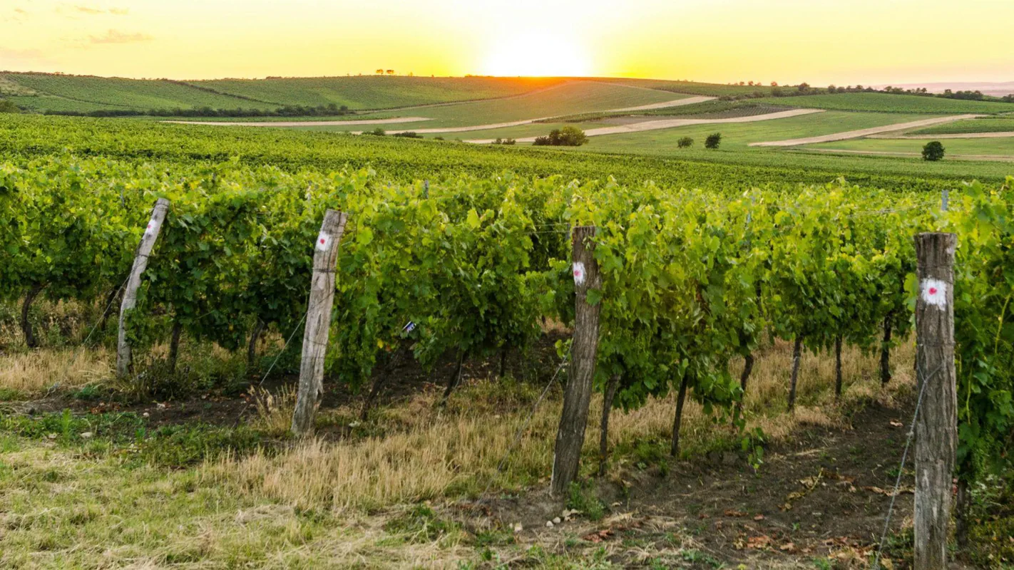 Bureau d'étude dijon décarbonation transition énergétique industrie